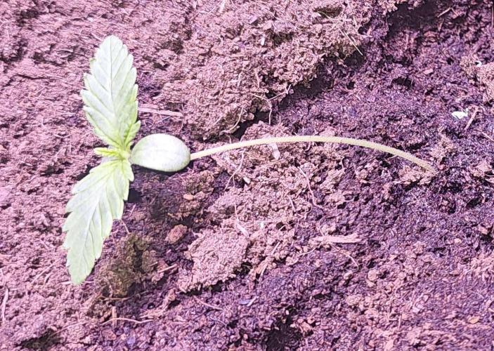 Anubis Unknow Strain lot. Week 1 - dec 25