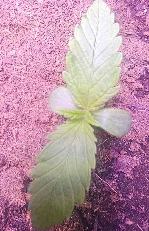 Anubis Unknow Strain lot. Week 1 - dec 26 top