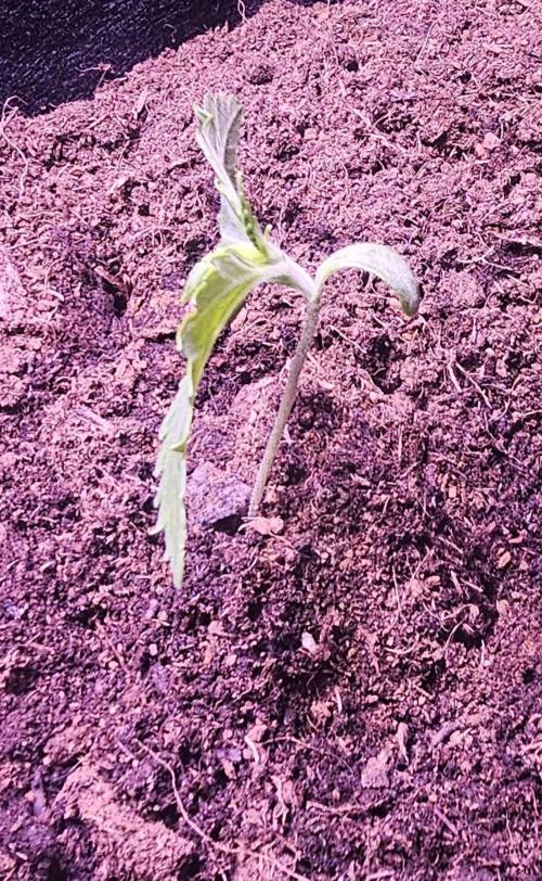 Anubis Unknow Strain lot. Week 1 - dec 27 side 