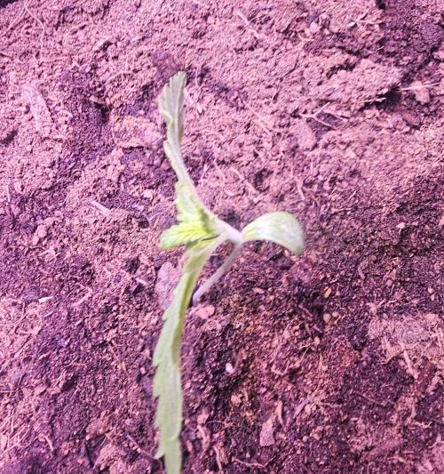 Anubis Unknow Strain lot. Week 1 - dec 27 side toward the top