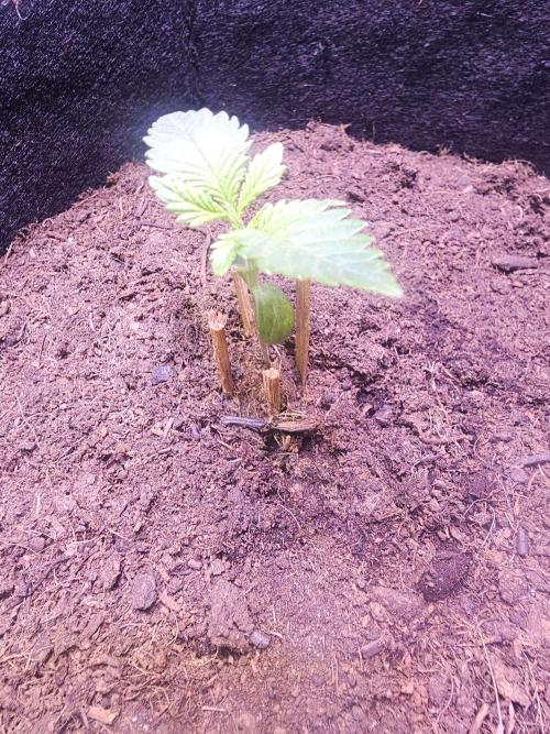 Anubis Unknow Strain lot. Week 1 - jan 1