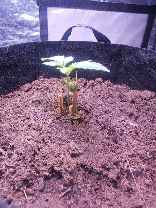 Anubis Unknow Strain lot. Week 1 - jan 2