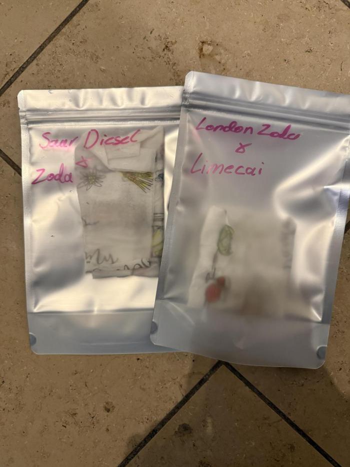 Umami Pheno hunt. Week 0 - Wir setzten sour diesel x zoda 
London Zoda x Limecai 