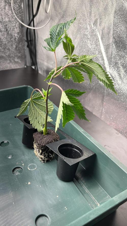 John Truffolta. Week 0