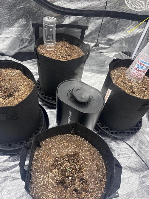 First grow. Week 0 - First day sprouts 