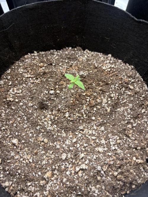 First grow. Week 0 - Dec 30
