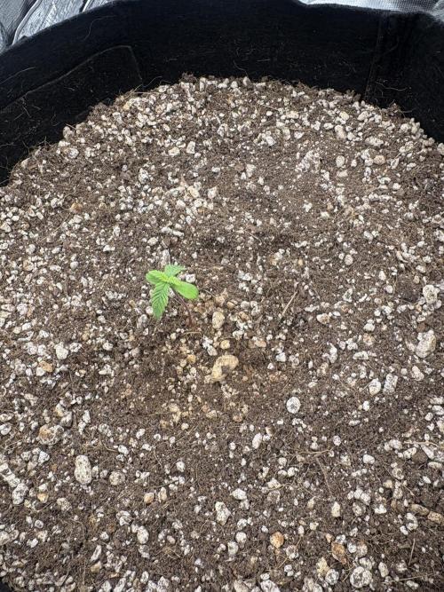 First grow. Week 0 - Dec 30