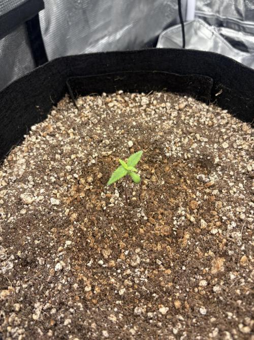 First grow. Week 0 - Dec 30