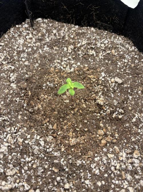 First grow. Week 0 - Dec 30