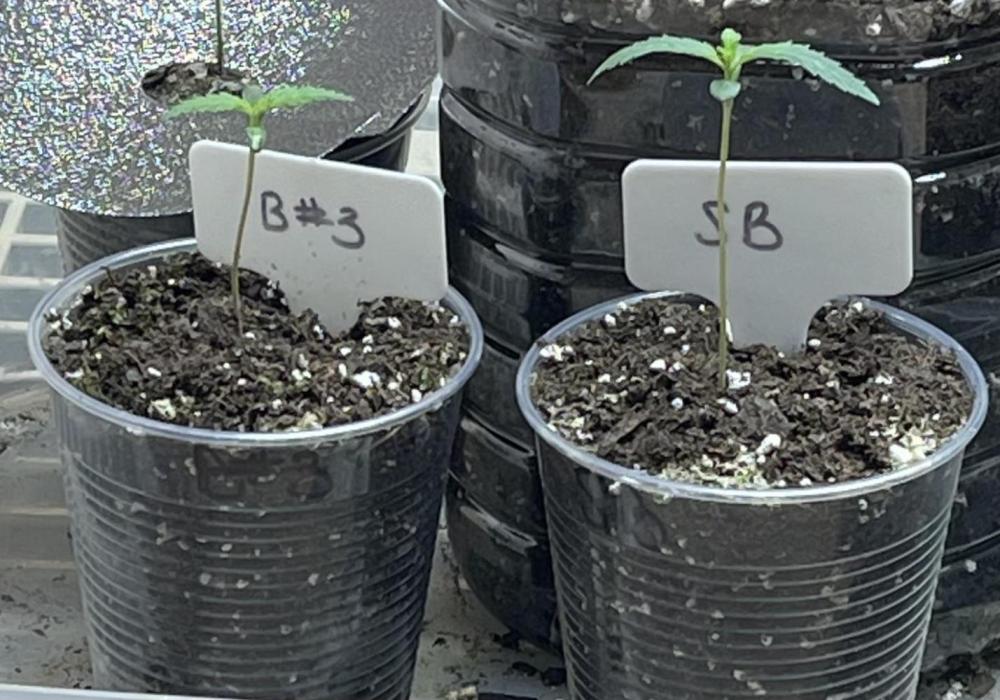 The Founders. Week 0