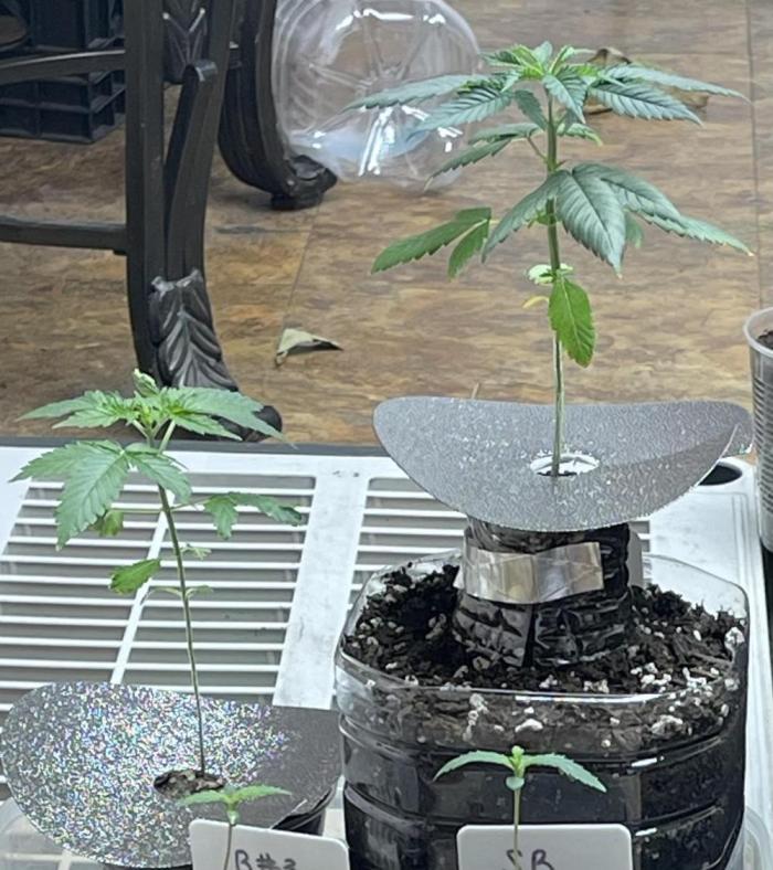 The Founders. Week 2