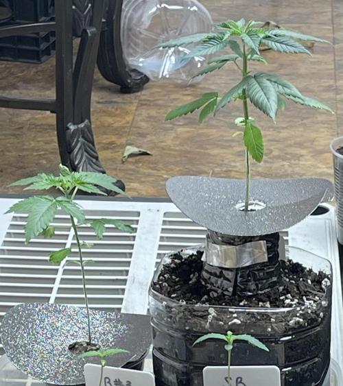 The Foundation. Week 0