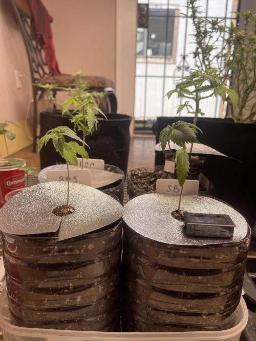 The Foundation. Week 3