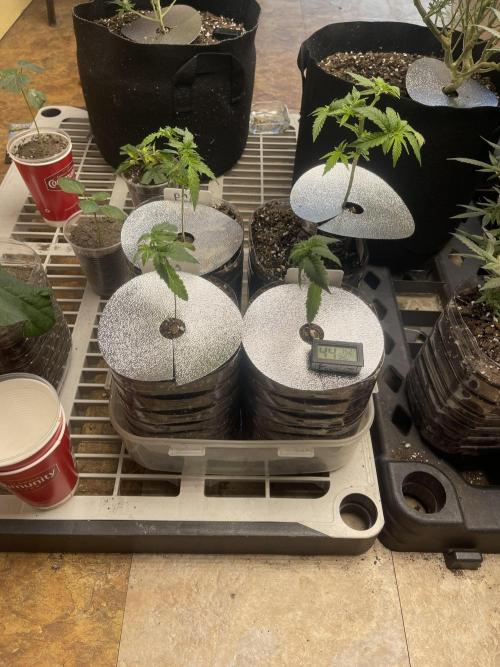 The Foundation. Week 3