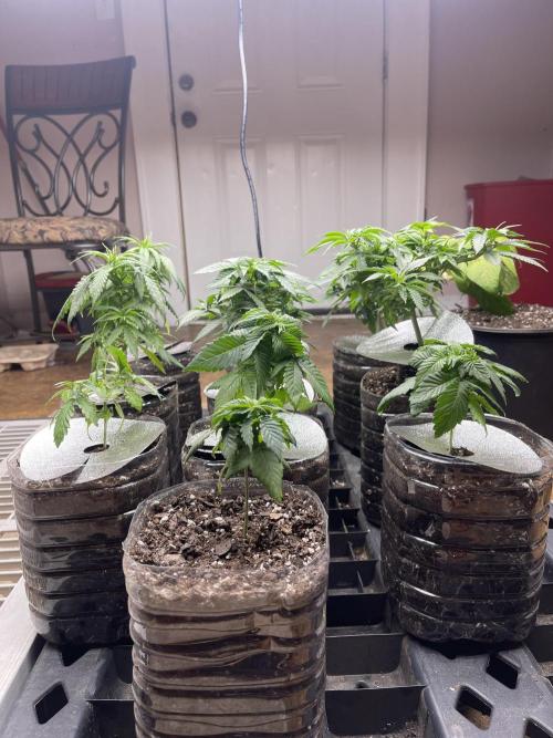 The Founders. Week 5