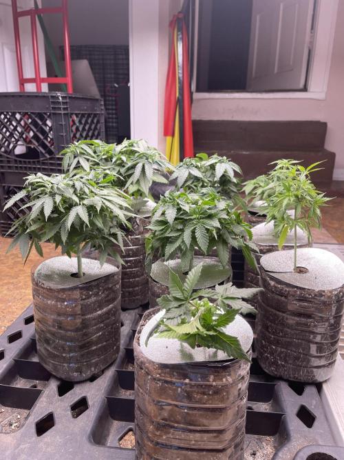 The Founders. Week 5