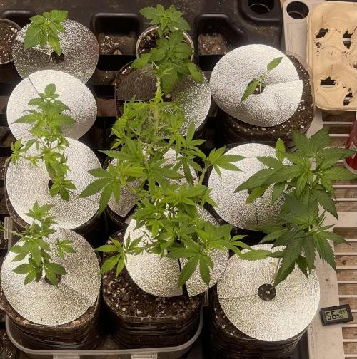 The Founders. Week 4