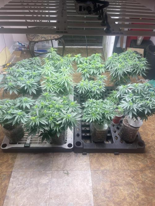 The Founders. Week 10
