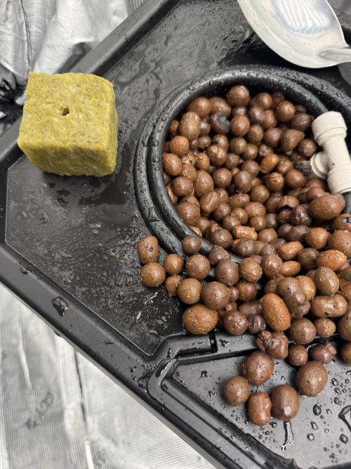 Jaquay’s World. Week 0 - I am starting her off with 5.8 ph in spider farmer dwc kit
