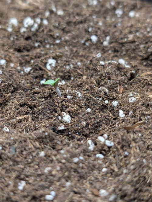 Gorilla Z - 12.25. Week 0