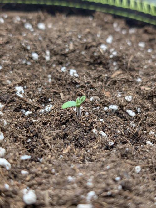 Gorilla Z - 12.25. Week 0 - Tag 2... noch ganz schüchtern, Aber die ersten Lebenszeichen sind zu sehen.