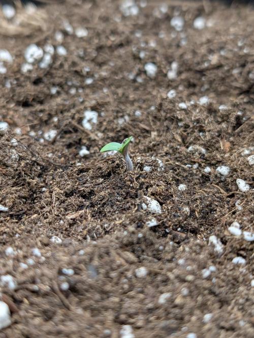 Gorilla Z - 12.25. Week 0