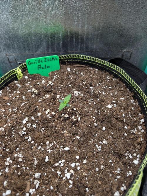 Gorilla Z - 12.25. Week 0 - Tag 4... in meinem Keller wächst 'ne neue Pflanze!