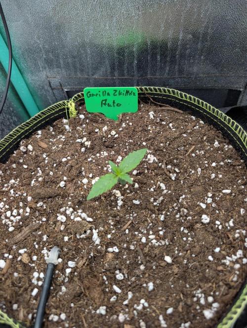 Gorilla Z - 12.25. Week 0