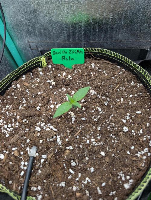 Gorilla Z - 12.25. Week 0 - Ende Woche 1, vorm füttern...