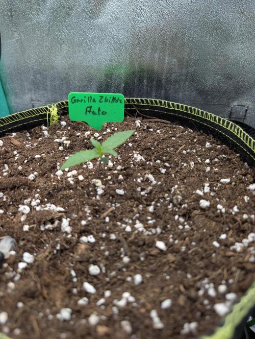 Gorilla Z - 12.25. Week 0