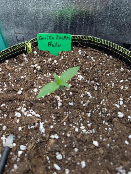 Gorilla Z - 12.25. Week 0