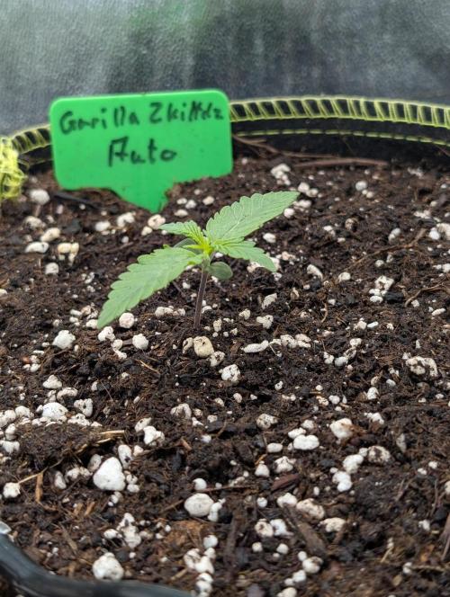 Gorilla Z - 12.25. Week 0 - ... nach dem füttern