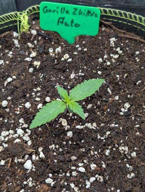 Gorilla Z - 12.25. Week 0