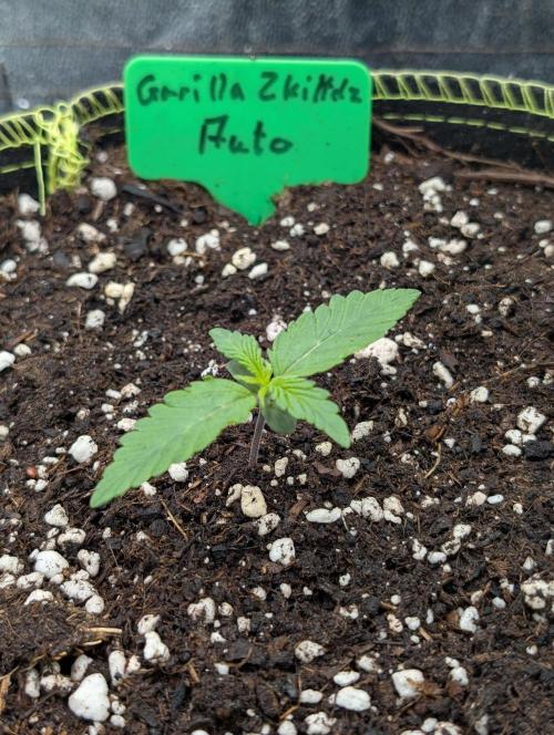 Gorilla Z - 12.25. Week 0 - So Endet Woche 1, der Grundstein ist gesetzt