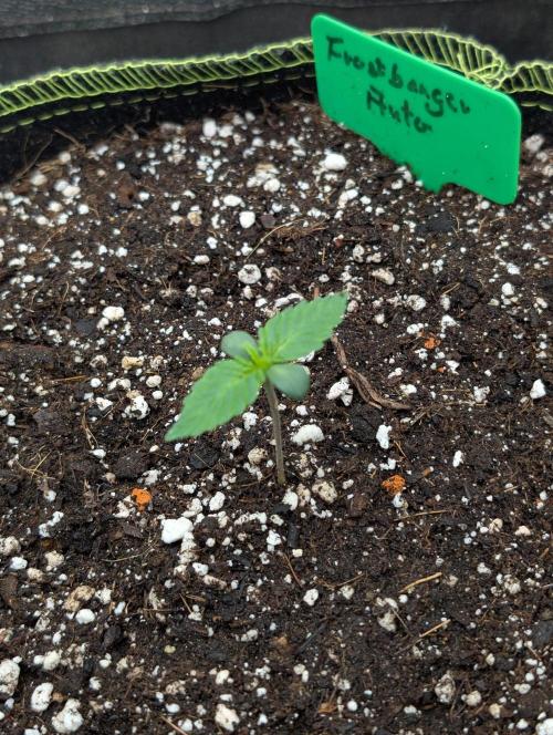 Gorilla Z - 12.25. Week 0