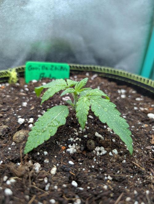 Gorilla Z - 12.25. Week 1