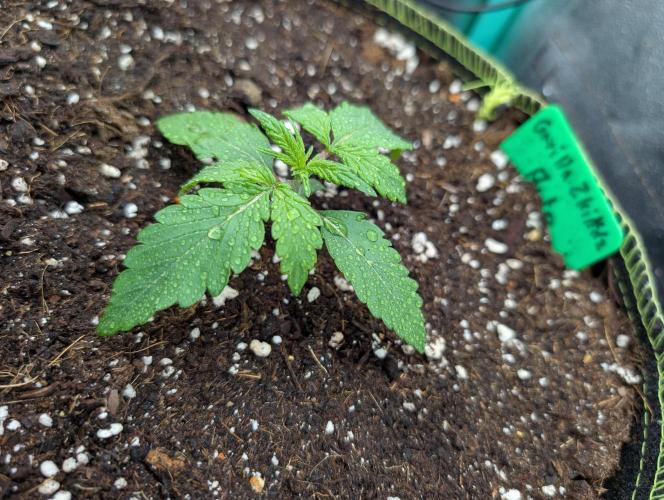 Gorilla Z - 12.25. Week 1