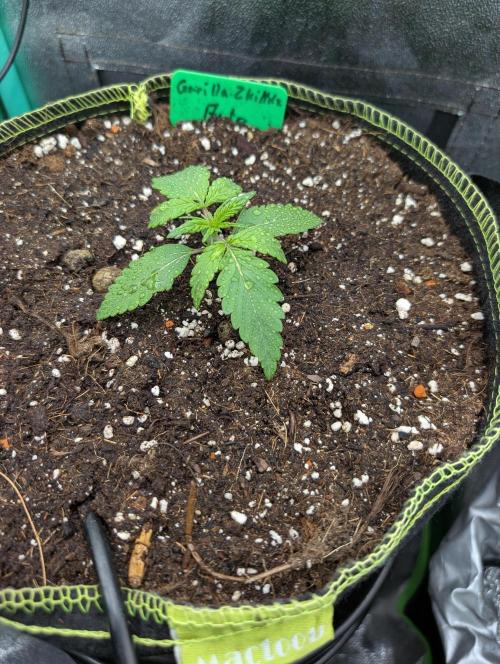 Gorilla Z - 12.25. Week 1