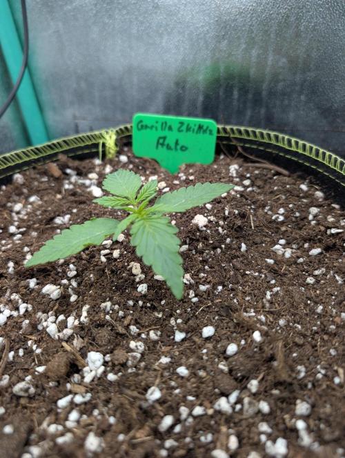 Gorilla Z - 12.25. Week 1