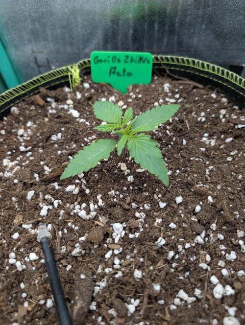 Gorilla Z - 12.25. Week 1