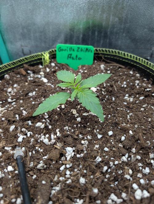 Gorilla Z - 12.25. Week 1