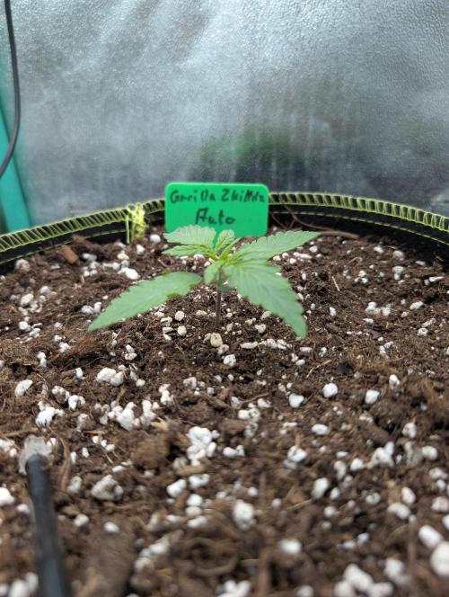 Gorilla Z - 12.25. Week 1