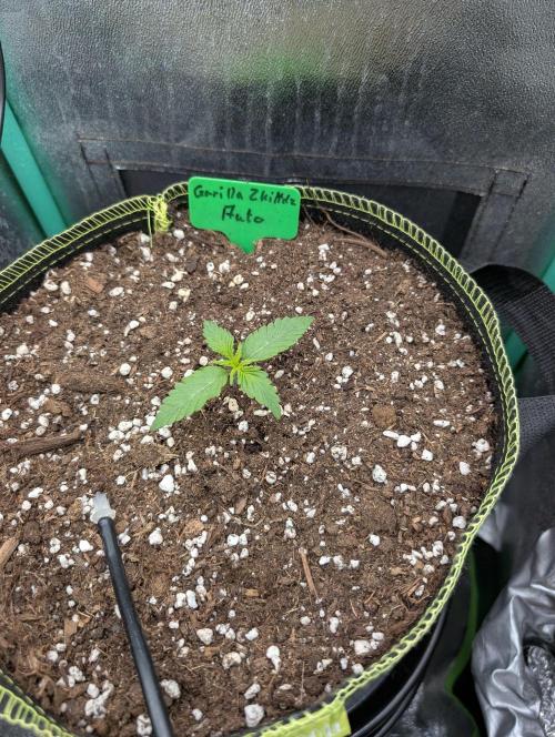 Gorilla Z - 12.25. Week 1 - Tag 8