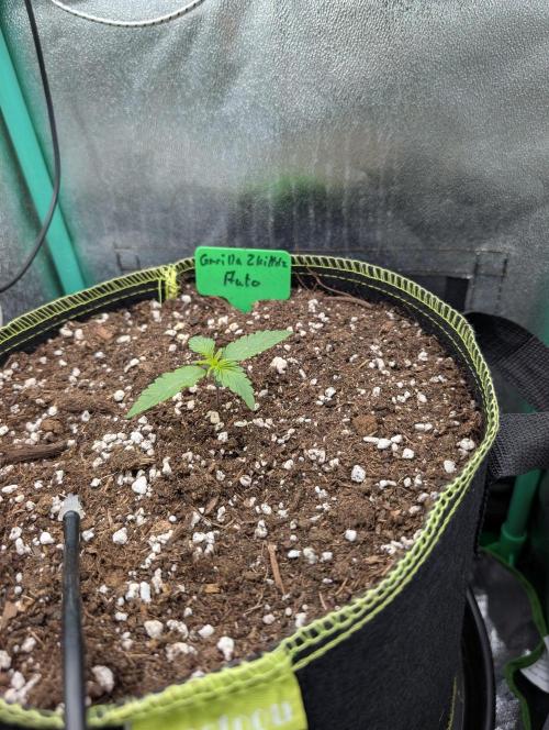 Gorilla Z - 12.25. Week 1