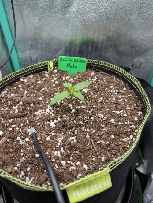 Gorilla Z - 12.25. Week 1