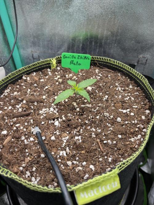 Gorilla Z - 12.25. Week 1