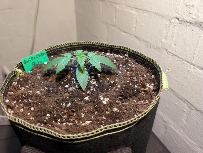 Gorilla Z - 12.25. Week 1 - so langsam sieht es aus wie meine Lieblings Pflanze...