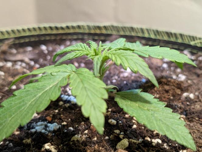 Gorilla Z - 12.25. Week 1