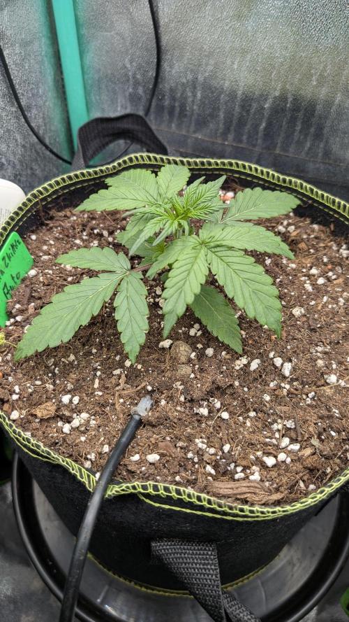 Gorilla Z - 12.25. Week 1