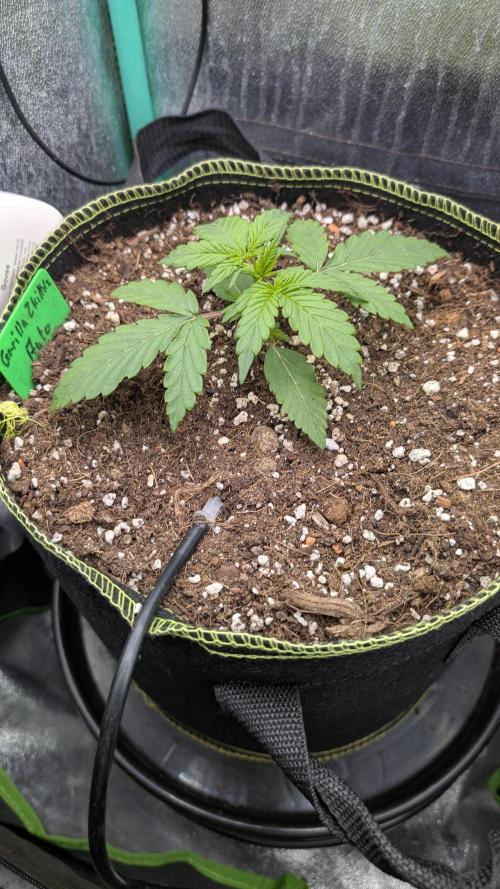 Gorilla Z - 12.25. Week 1